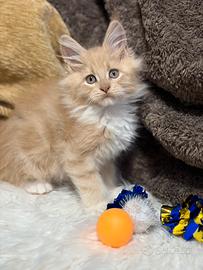 Cuccioli Maine coon