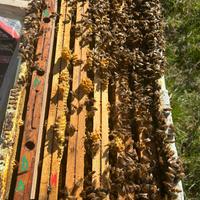 Api Sciami su 5 telai