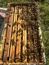 Api Sciami su 5 telai