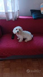 Maltese femmina