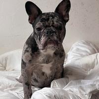 Bulldog francese x monta
