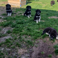 Cuccioli pastore della sila