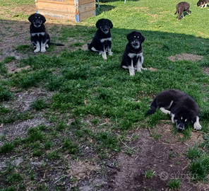 Cuccioli pastore della sila