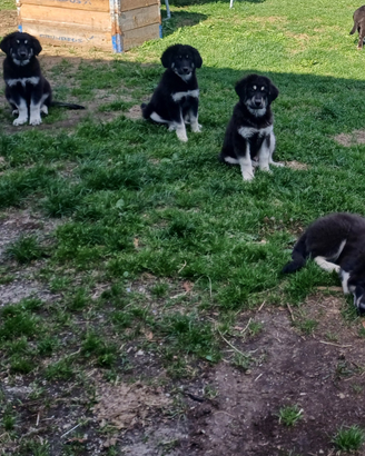 Cuccioli pastore della sila