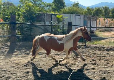 Pony femmina