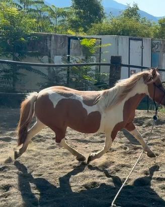 Pony femmina