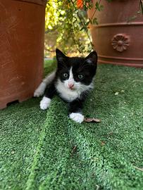 Gattini neri e tuxedo