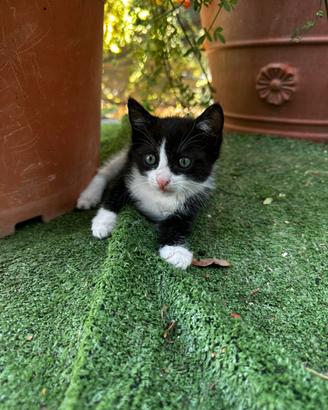 Gattini neri e tuxedo