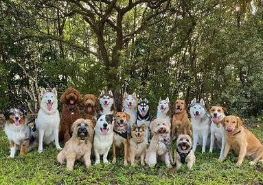 Spazi Verdi giardino cani gatti
