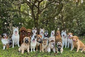 Spazi Verdi giardino cani gatti