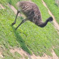 Vendita cucciolo di emu