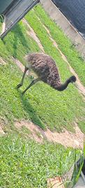 Vendita cucciolo di emu