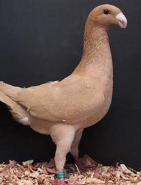 Coppia colombi tedeschi viaggiatori