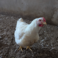 Gallina bianca superpesante