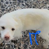 Cagnolini incrocio maremmano e Labrador