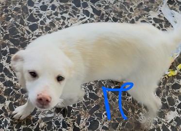 Cagnolini incrocio maremmano e Labrador