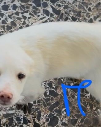 Cagnolini incrocio maremmano e Labrador