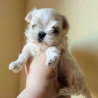 Cucciolo maltese