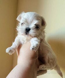 Cucciolo maltese