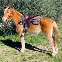 Castrone haflinger