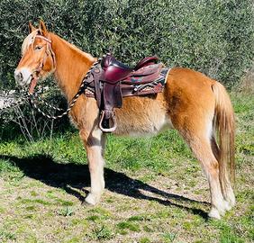 Castrone haflinger