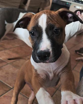 Cuccioli Amstaff