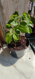 Peperoncini extra hot piante 