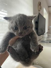 Cuccioli scottish straight e fold maschietti