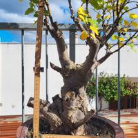 Prebonsai gelso bianco.