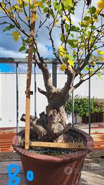 Prebonsai gelso bianco.