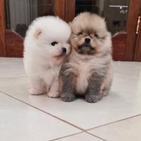 Cuccioli Spitz Tedesco nano