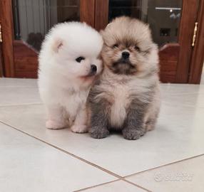 Cuccioli Spitz Tedesco nano