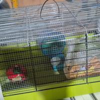 gabbia per roditori 