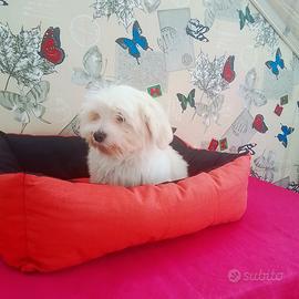 Maltese 5 mesi