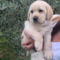 Cuccioli Labrador Retriver con pedigree