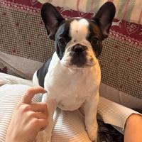 Cucciolo Bulldog Francese