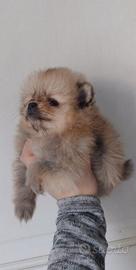 Cucciolo mini mini toy spitz di pomerania