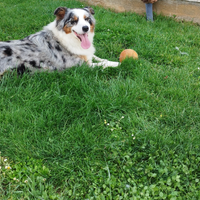 Cucciolona di pastore australiano Pedigree ENCI