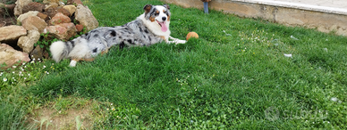 Cucciolona di pastore australiano Pedigree ENCI