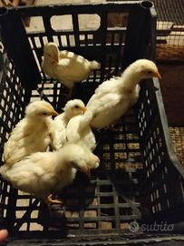 Gallo