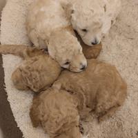 Cuccioli barboncino