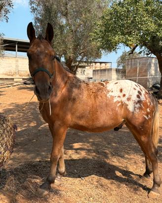 Cavallo Puledro Castrone