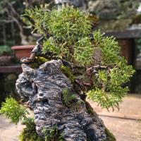ishizuki bonsai itoigawa 