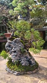 ishizuki bonsai itoigawa 