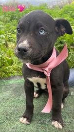 Cucciole colore nero dolce con vaccino adotta