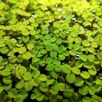 Piante acquario - Salvina - Muschio