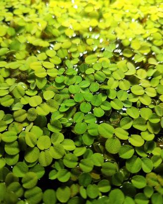 Piante acquario - Salvina - Muschio