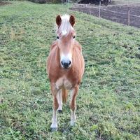 Cavallo haflinger