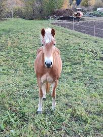 Cavallo haflinger