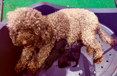 Barboncino nano nero femmine